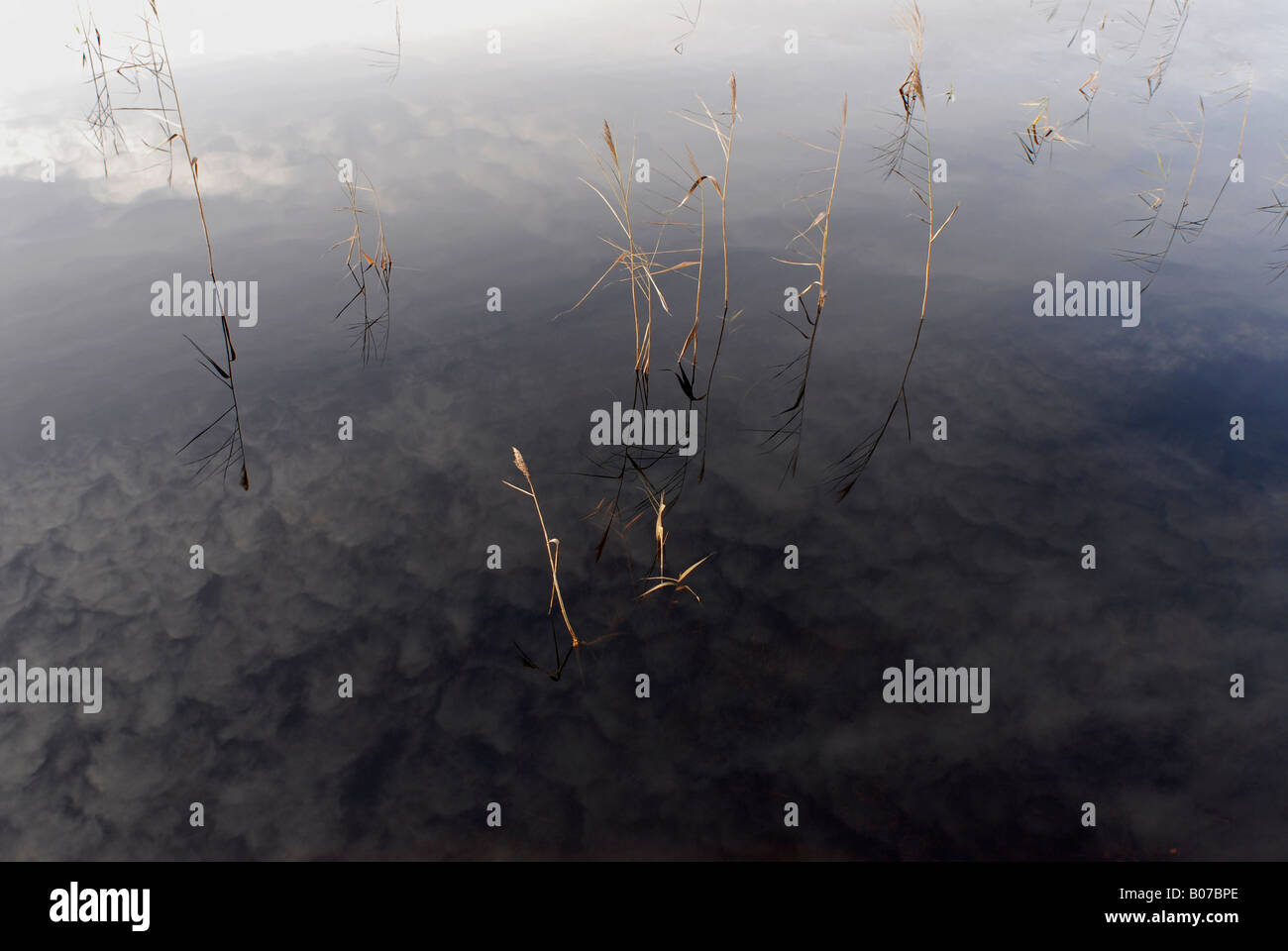 Reed in a lake, Sweden Stock Photo - Alamy