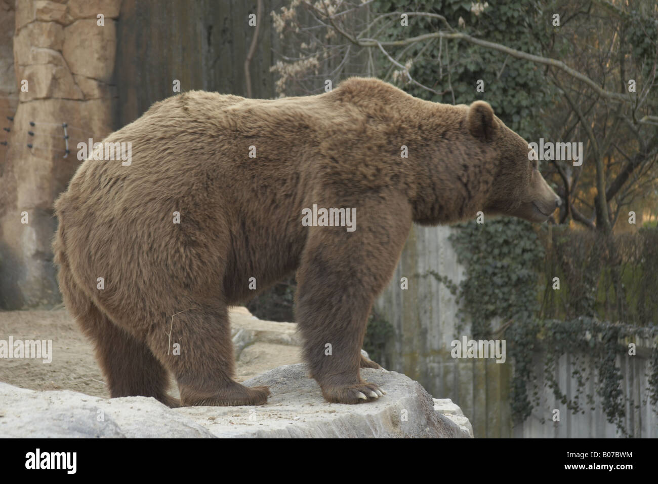 Big brown bear at Madrid zoo Stock Photo