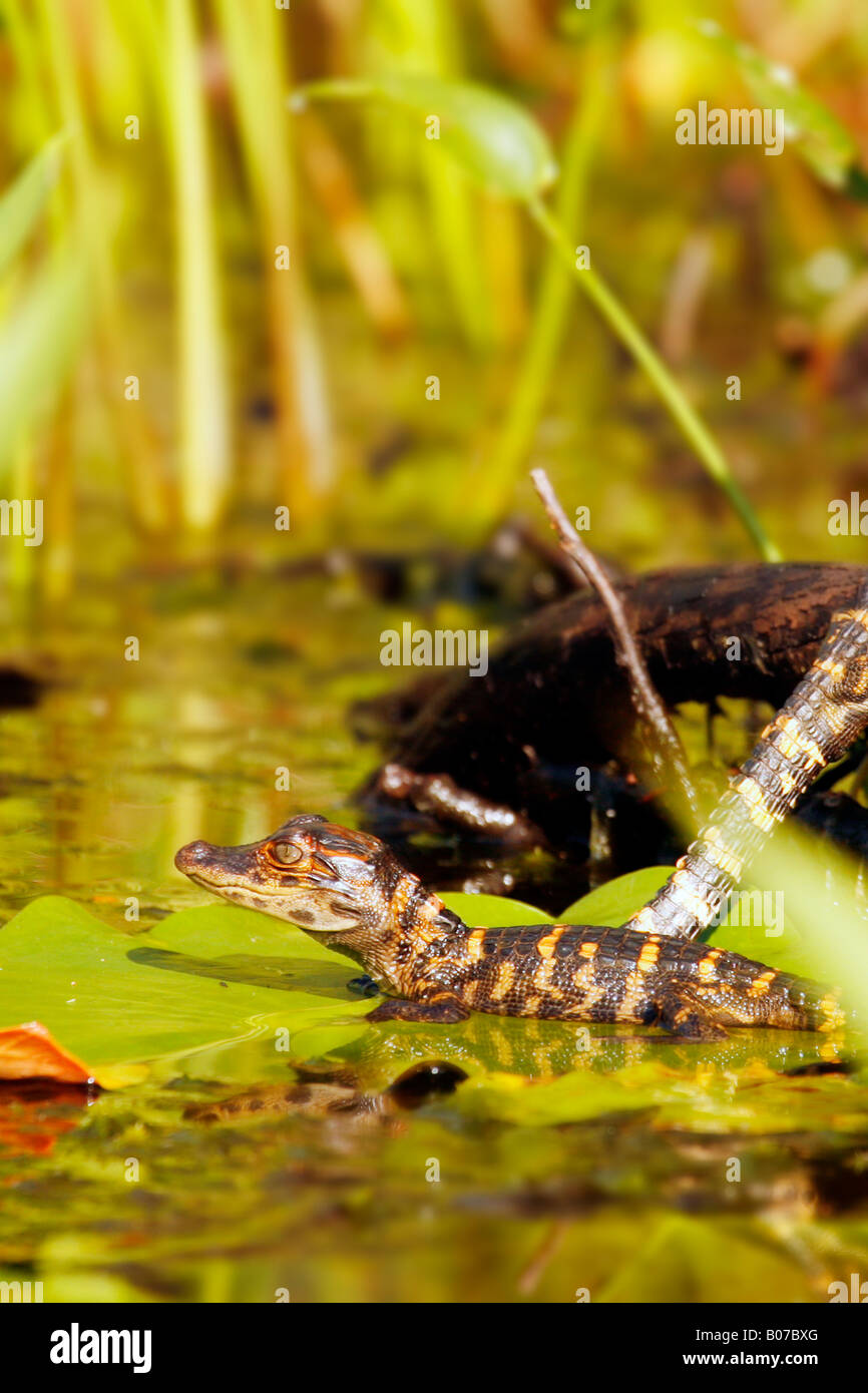 Baby American Alligator (Alligator mississippiensis) Suwanee Canal