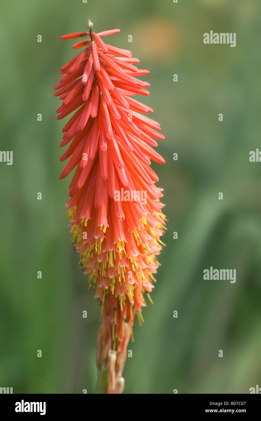 KNIPHOFIA TRIANGULARIS SUBS TRIANGULARIS LIGHT OF THE WORLD RED HOT ...