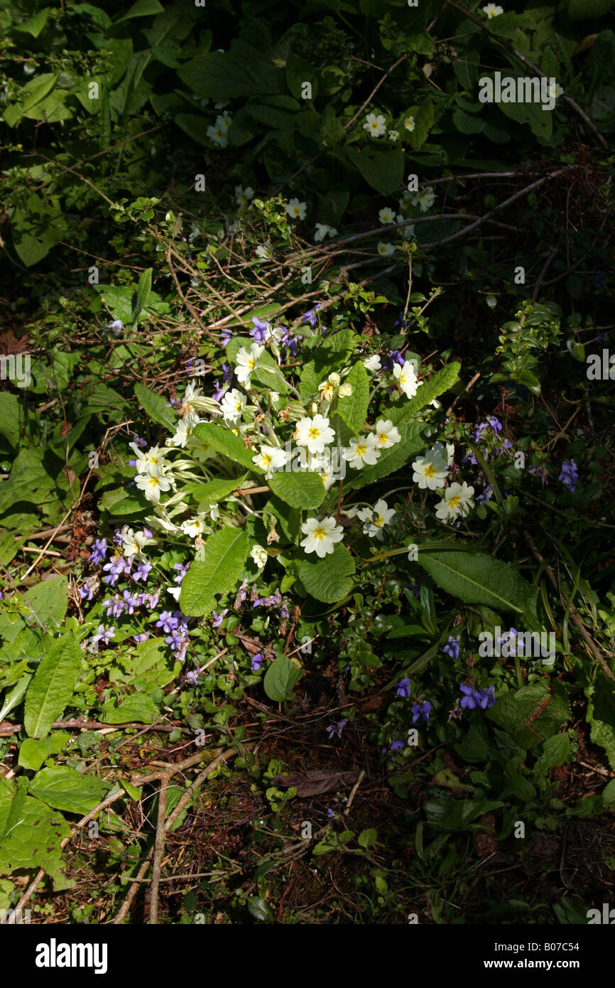WILD PRIMROSES AND COMMON DOG VIOLETS GROWING IN A WOODLAND. Stock Photo