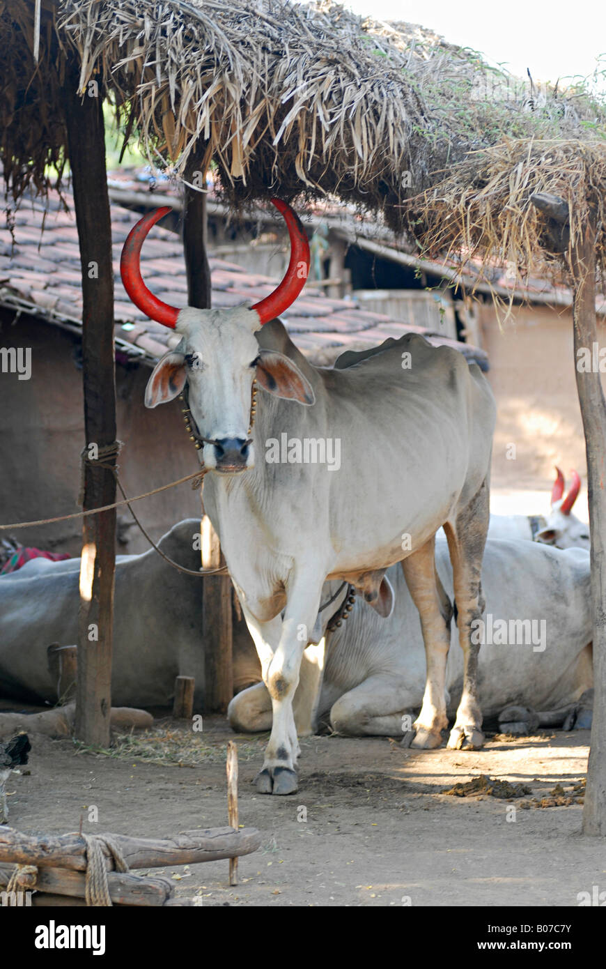 Bull under a thatched straw roof. Stock Photo