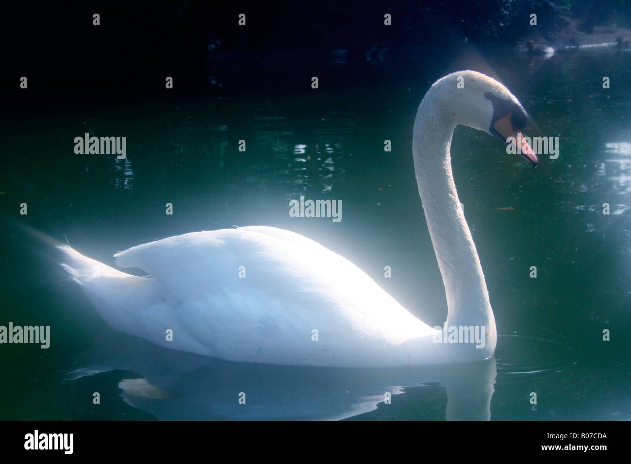 swan Cygnus olor Stock Photo