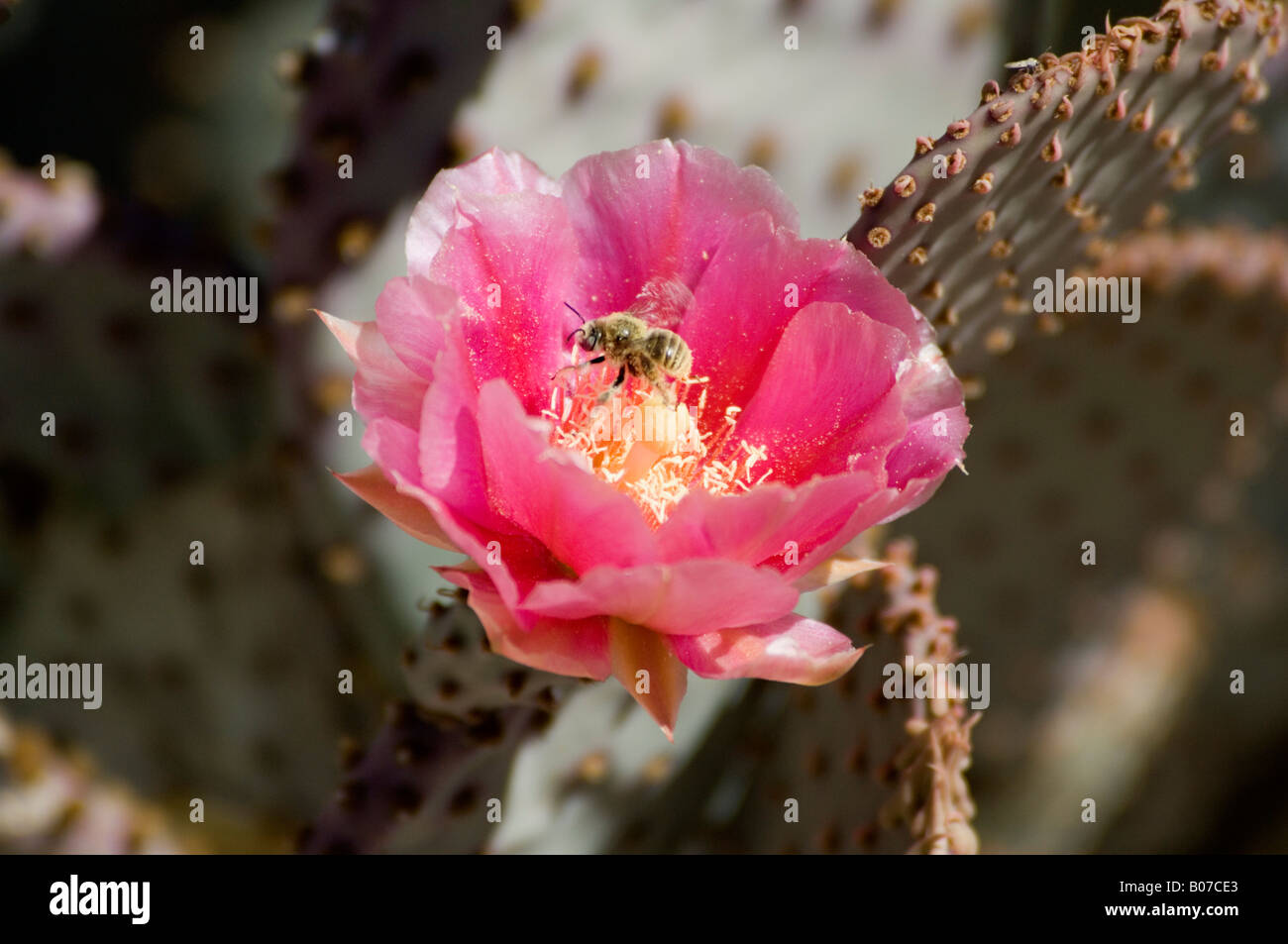 Santa Rita Prickly Pear Cactus (Opuntia santa rita x basilaris) Stock Photo