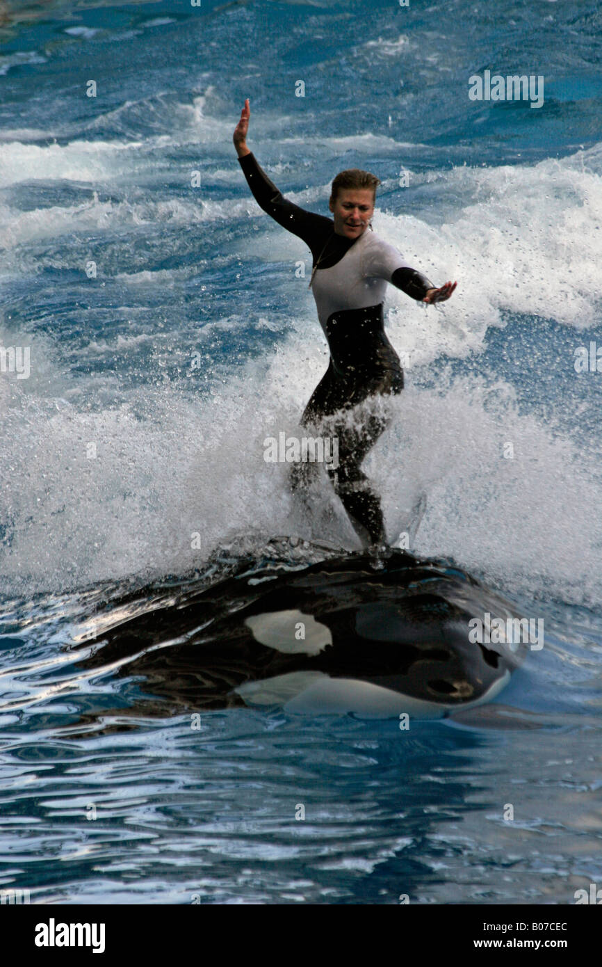 Trainer riding killer whale Stock Photo