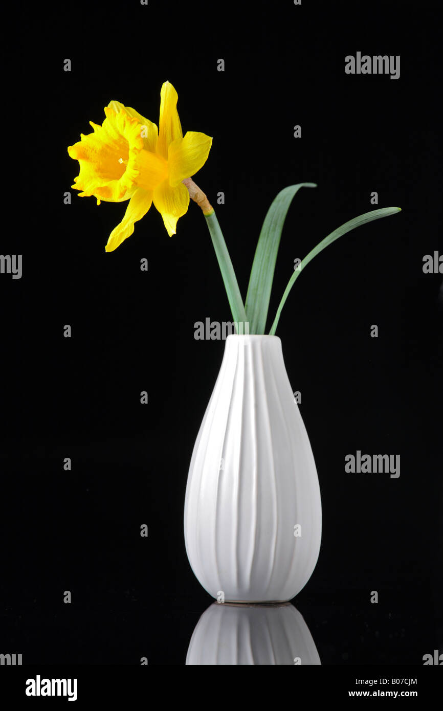 Narcissus flower in a vase Stock Photo Alamy