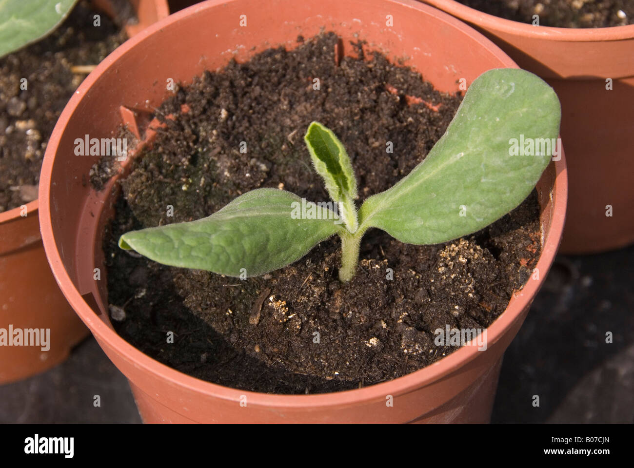 young butternut squash plant Stock Photo Alamy