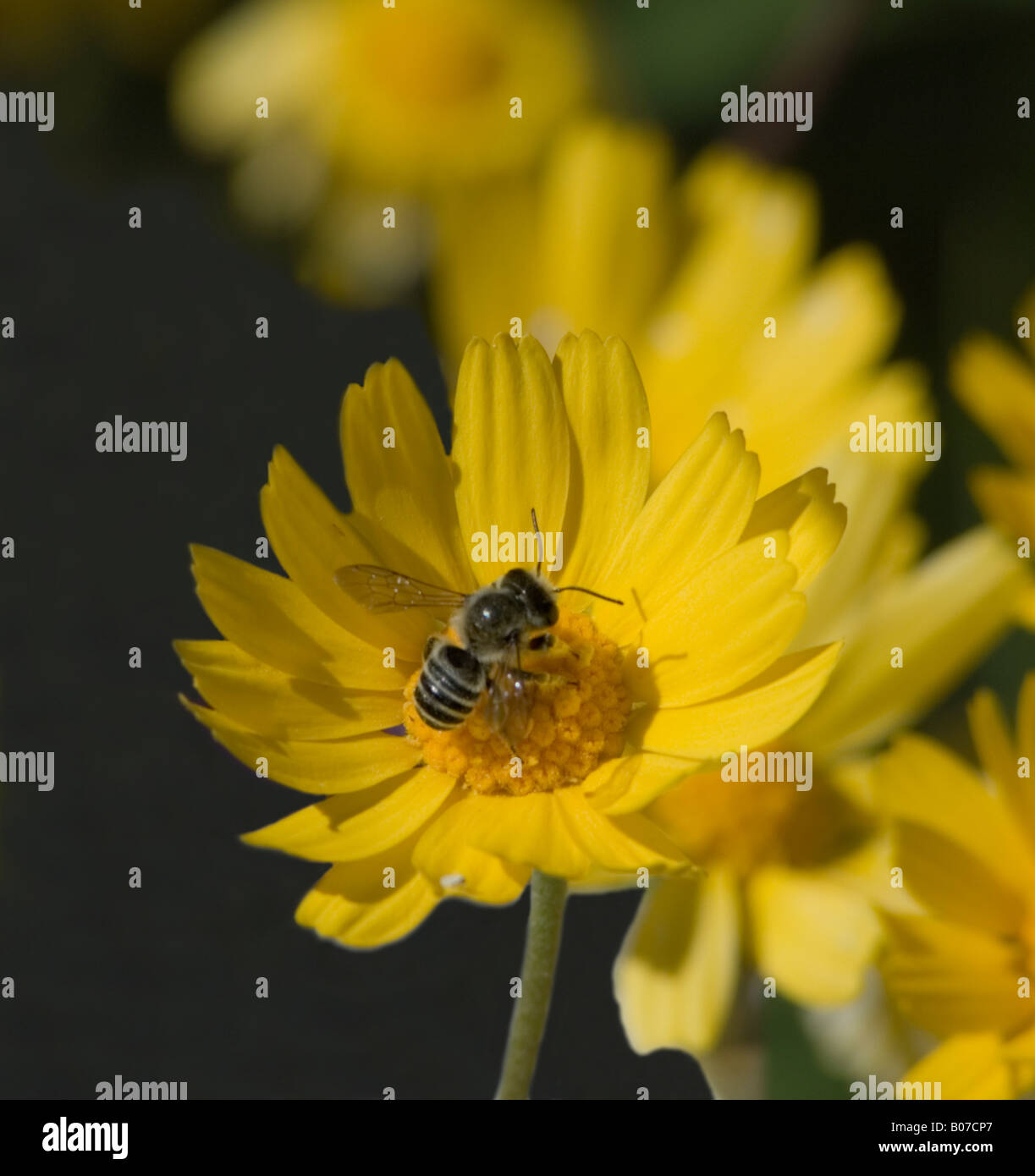 Bee pollinating Angelita Daisy Hymenoxys acaulis Stock Photo - Alamy