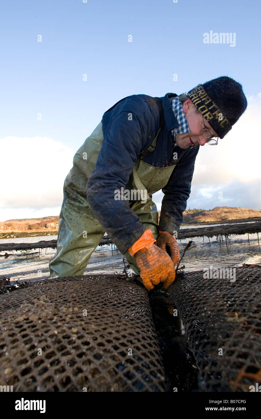 Man working on oyster rearing racks, Isle of Mull, Scotland Stock Photo ...