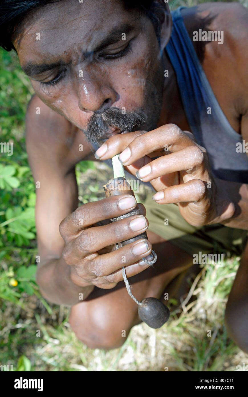 corojo tobacco seeds corojo tobacco seeds HAV. COROJO Tobacco Seeds