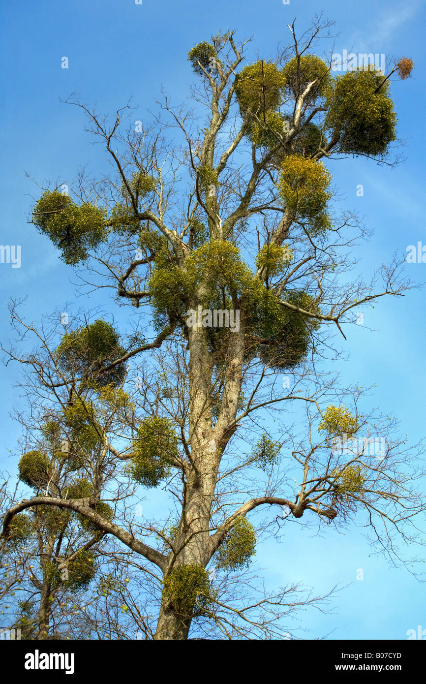Mistletoe growing in tree, Latin name Loranthaceae Viscum album Stock Photo