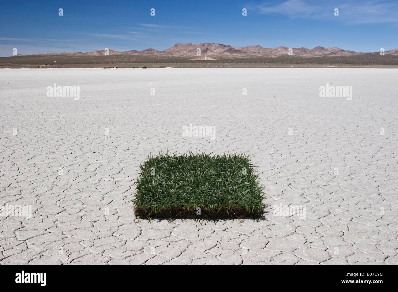 Patch of grass in the desert Stock Photo