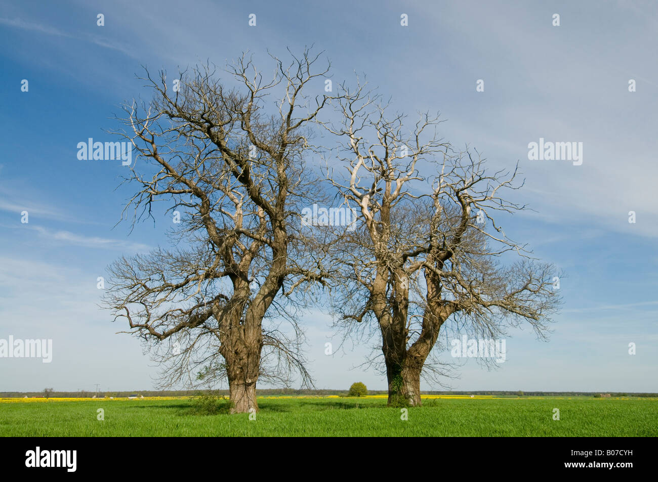Spanish Chestnut trees - Castanea sativa with blight disease - Indre et Loire, France. Stock Photo