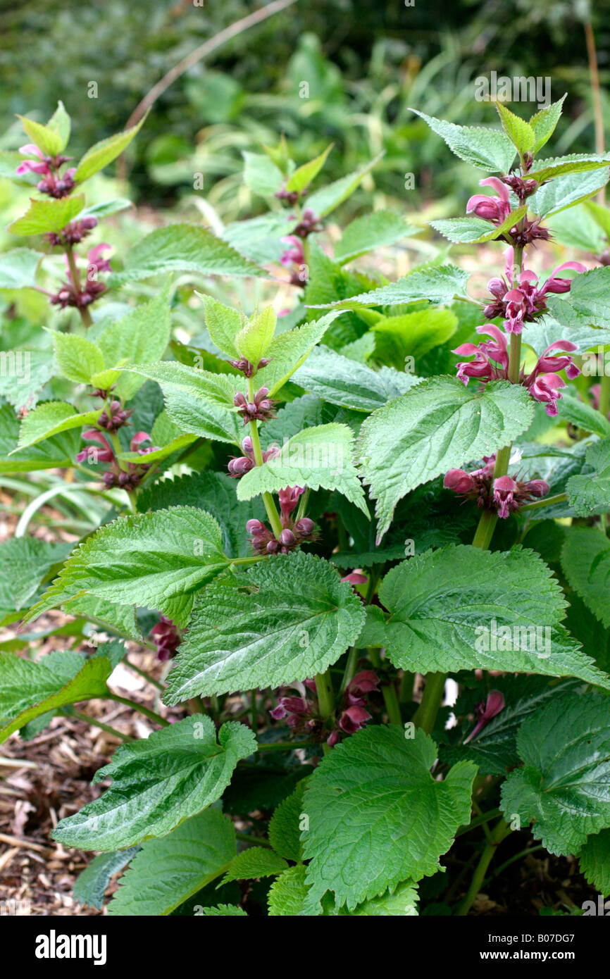 LAMIUM ORVALA SILVA Stock Photo