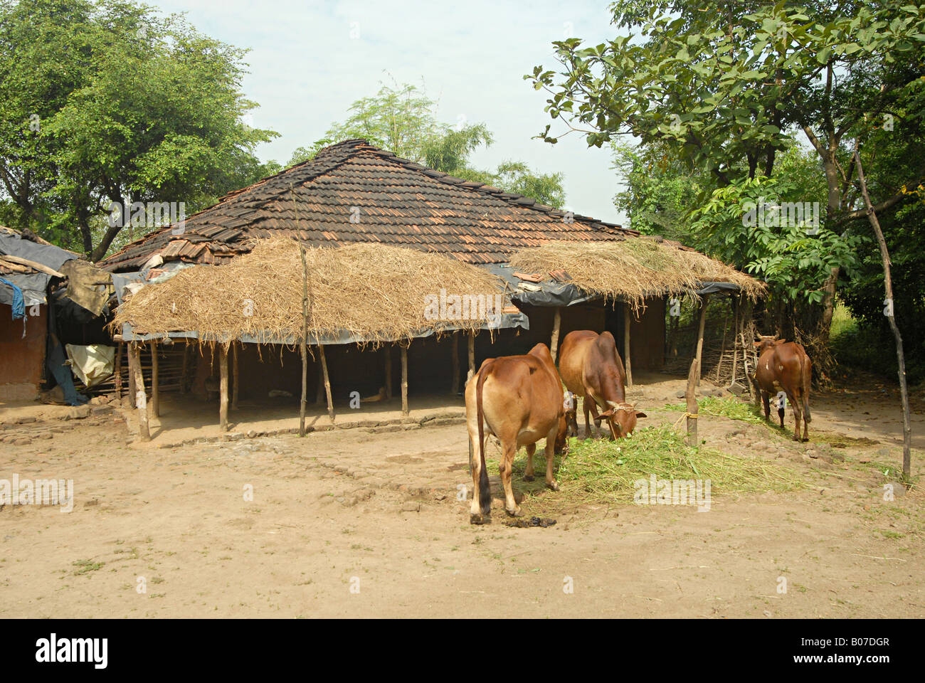 Tribal house, roofs thatched with grass. Kokna tribe Stock Photo