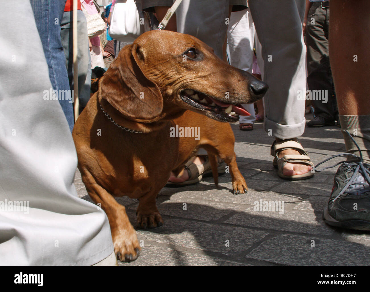 Krakow Poland Dachshunds Parade Stock Photo Alamy