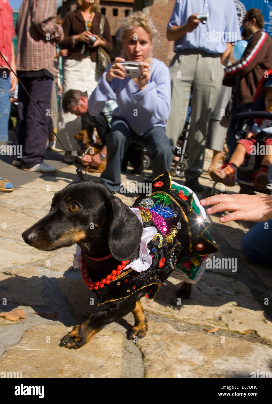Krakow Poland Dachshunds Parade Stock Photo Alamy