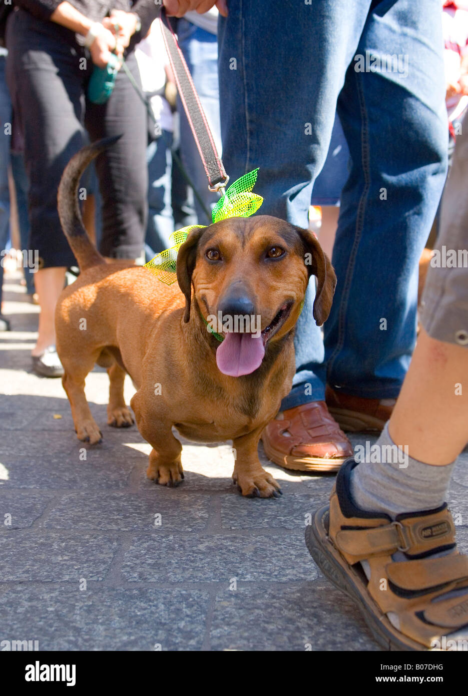 Krakow Poland Dachshunds Parade Stock Photo Alamy