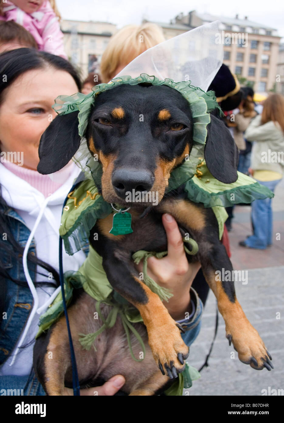 Krakow Poland Dachshunds Parade Stock Photo Alamy