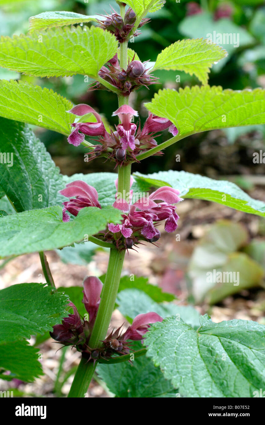 LAMIUM ORVALA SILVA Stock Photo