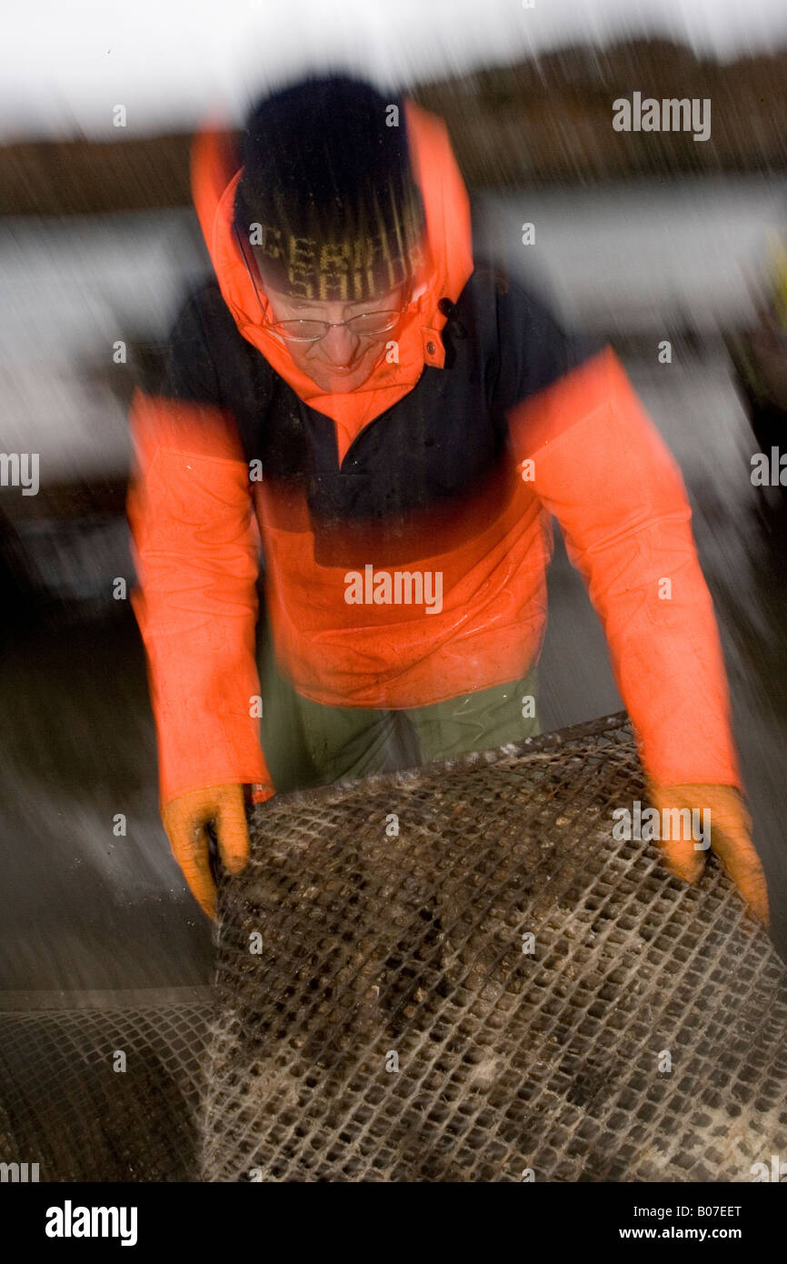 Nick Turnbull oyster farmer, Croig, Mull, Scotland, UK Stock Photo