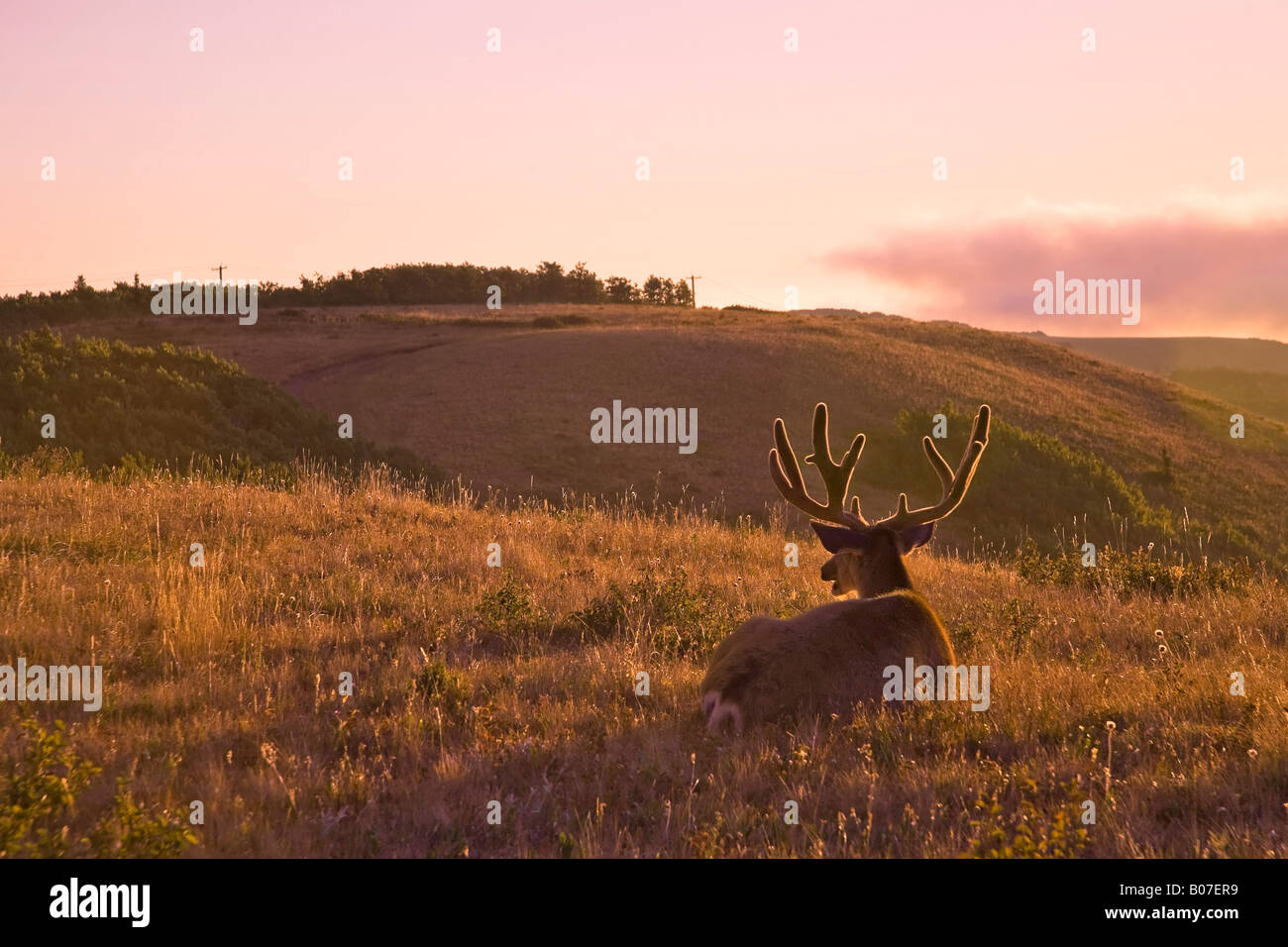 Mule Deer, Waterton Lakes National Park, Alberta, Canada Stock Photo