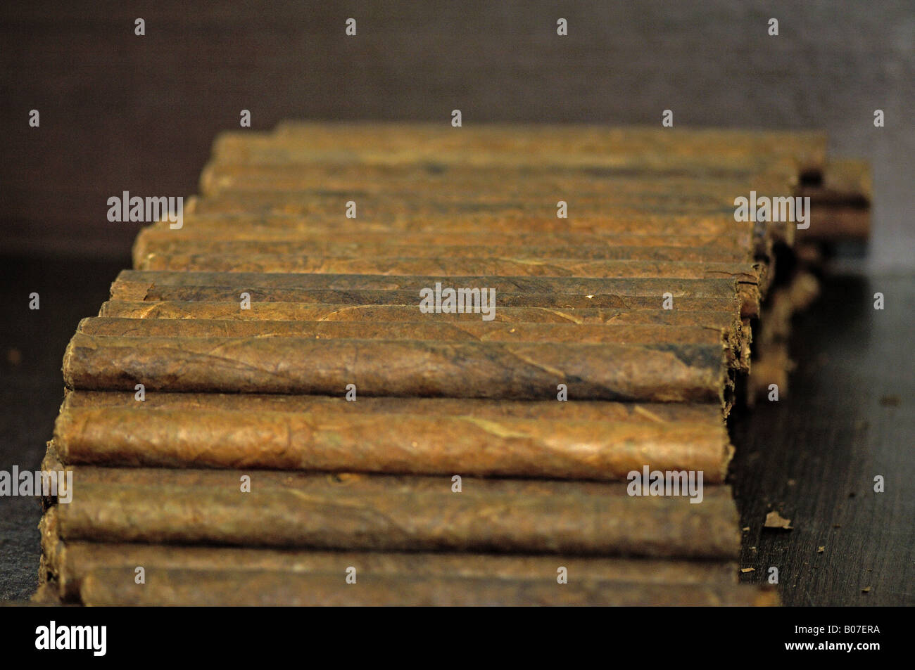 fresh hand-made cigars Stock Photo