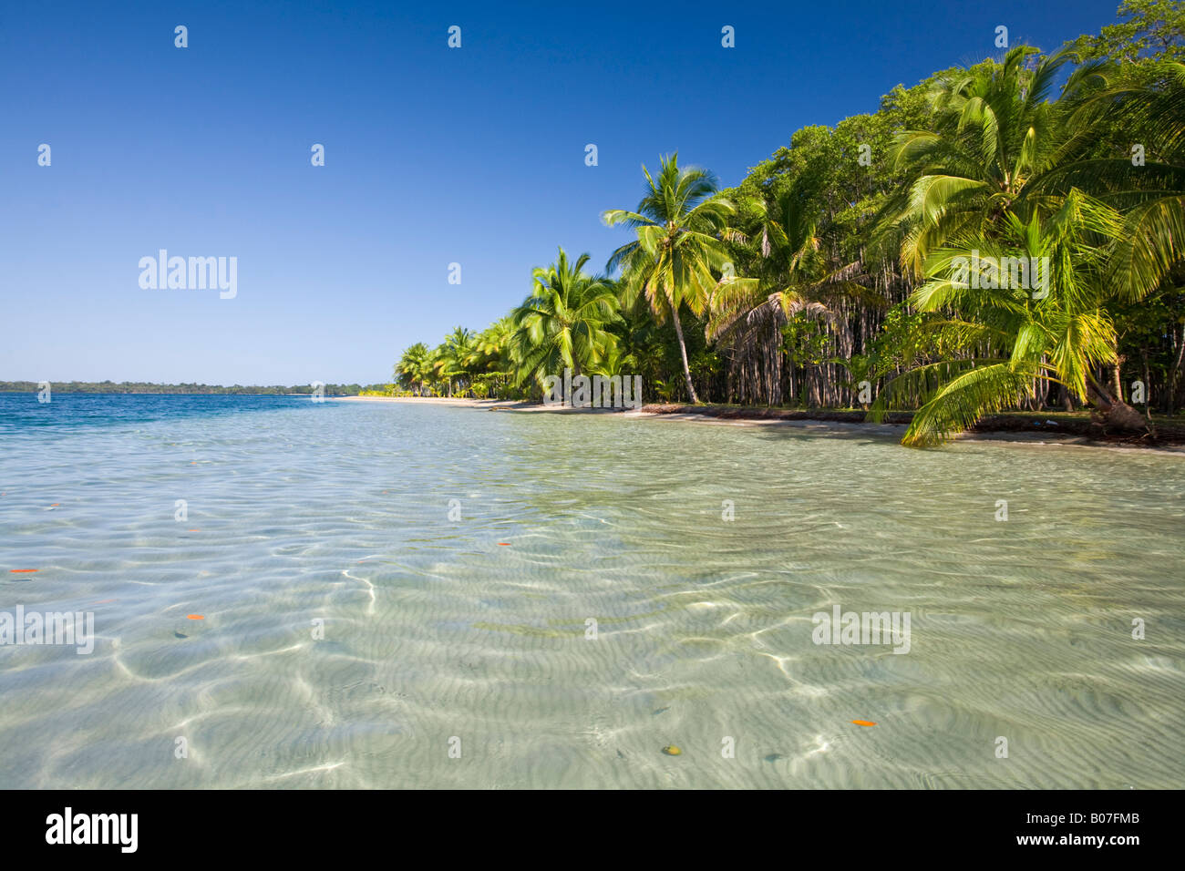 Panama, Bocas del Toro Province, Colon Island (Isla Colon) Star Beach Stock Photo