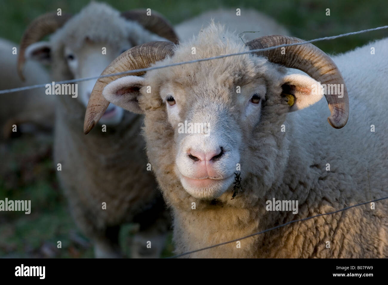 Portrait of sheep in a meadow Stock Photo - Alamy
