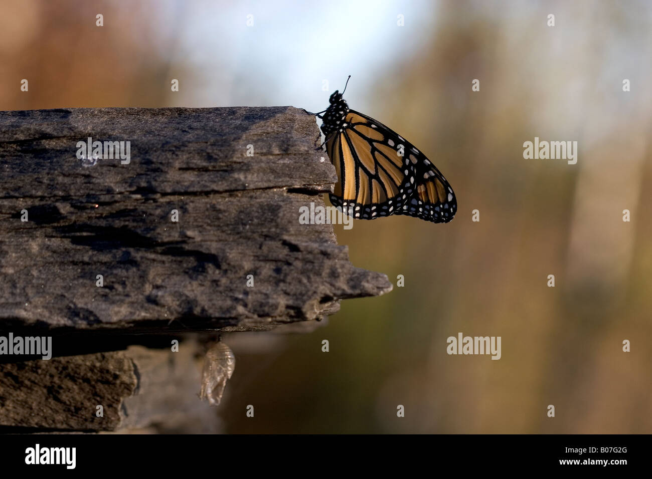Monarch butterfly recently emerged from its chrysalis Stock Photo