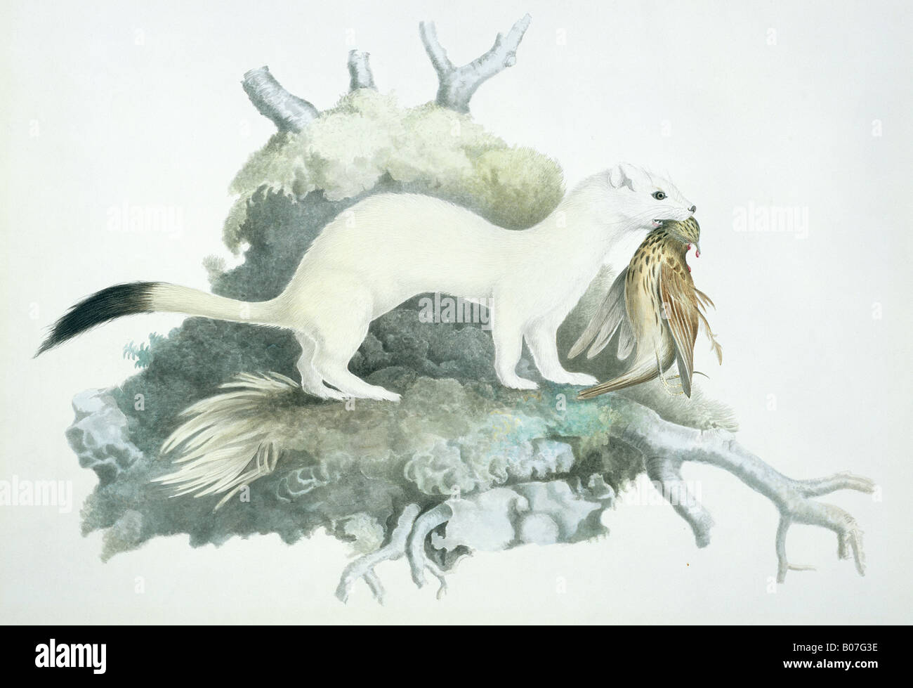 Mustela erminea, ermine Stock Photo Alamy