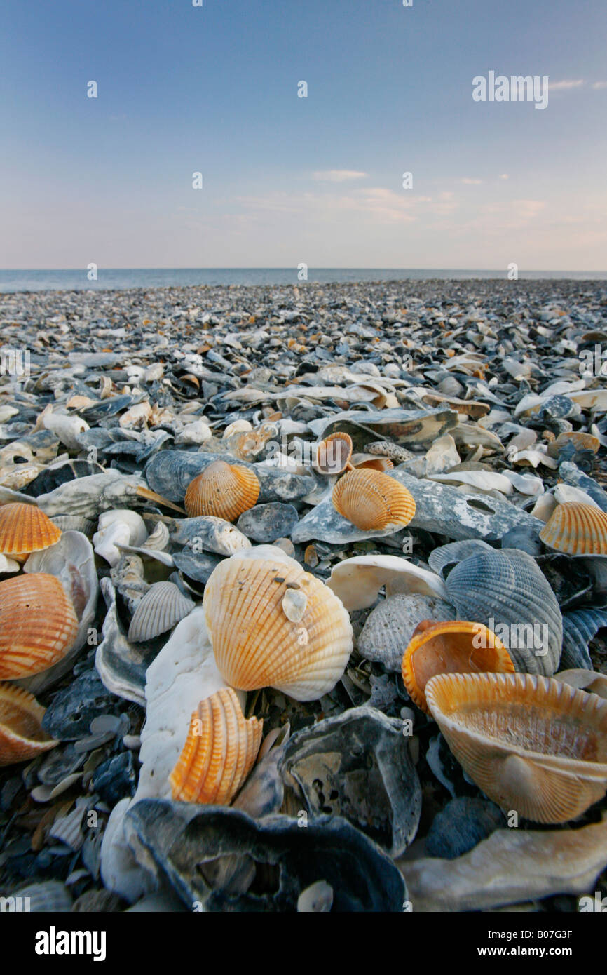 Shells on South Carolina Coast Stock Photo Alamy