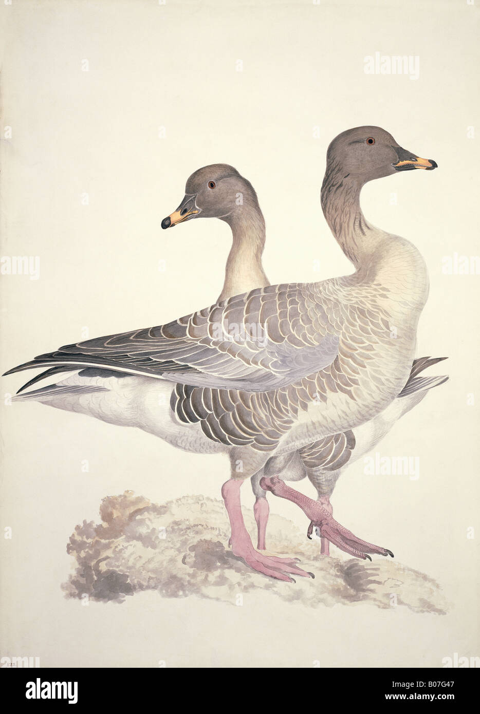 Canada Goose Historia Italia | atelier-yuwa.ciao.jp