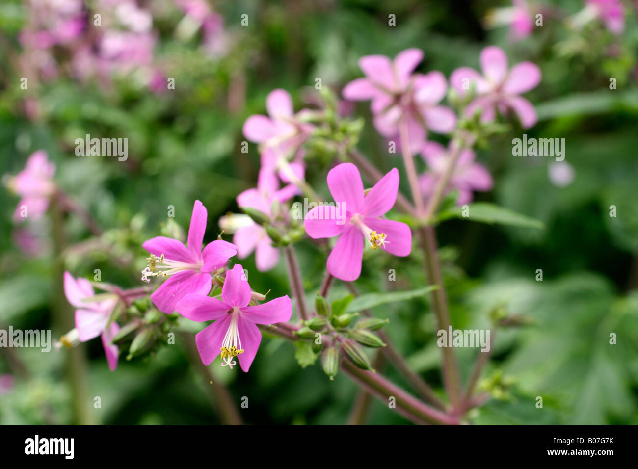 GERANIUM MADERENSE GROWING IN A FROST FREE CONSERVATORY Stock Photo Alamy