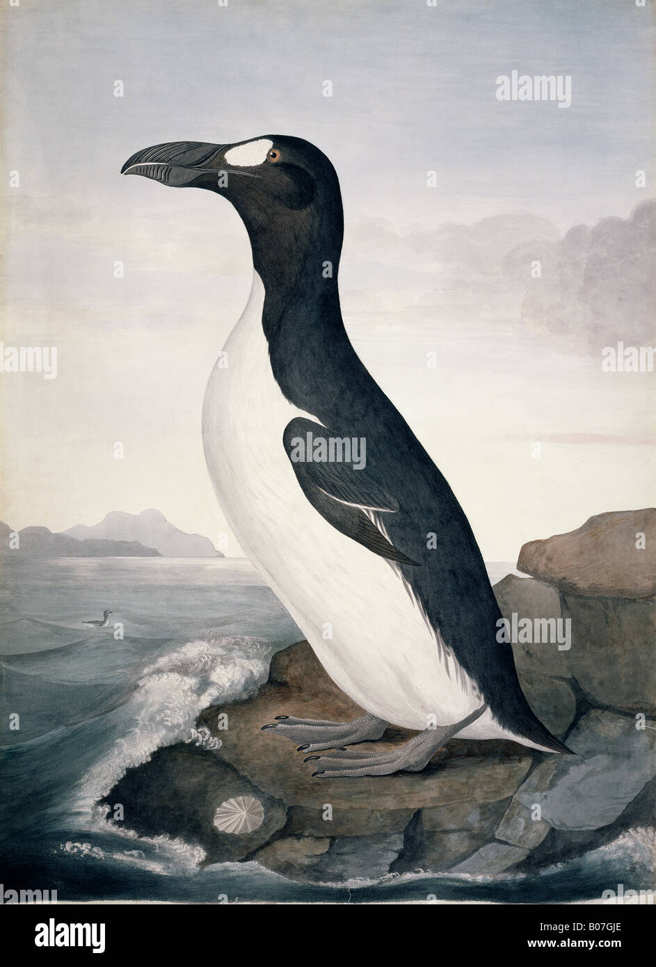 Pinguinus Impennis Great Auk Stock Photo 17377094 Alamy