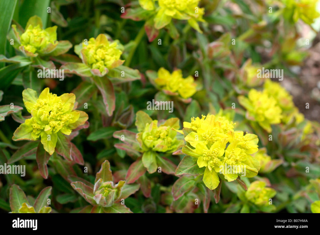 EUPHORBIA POLYCROMA Stock Photo