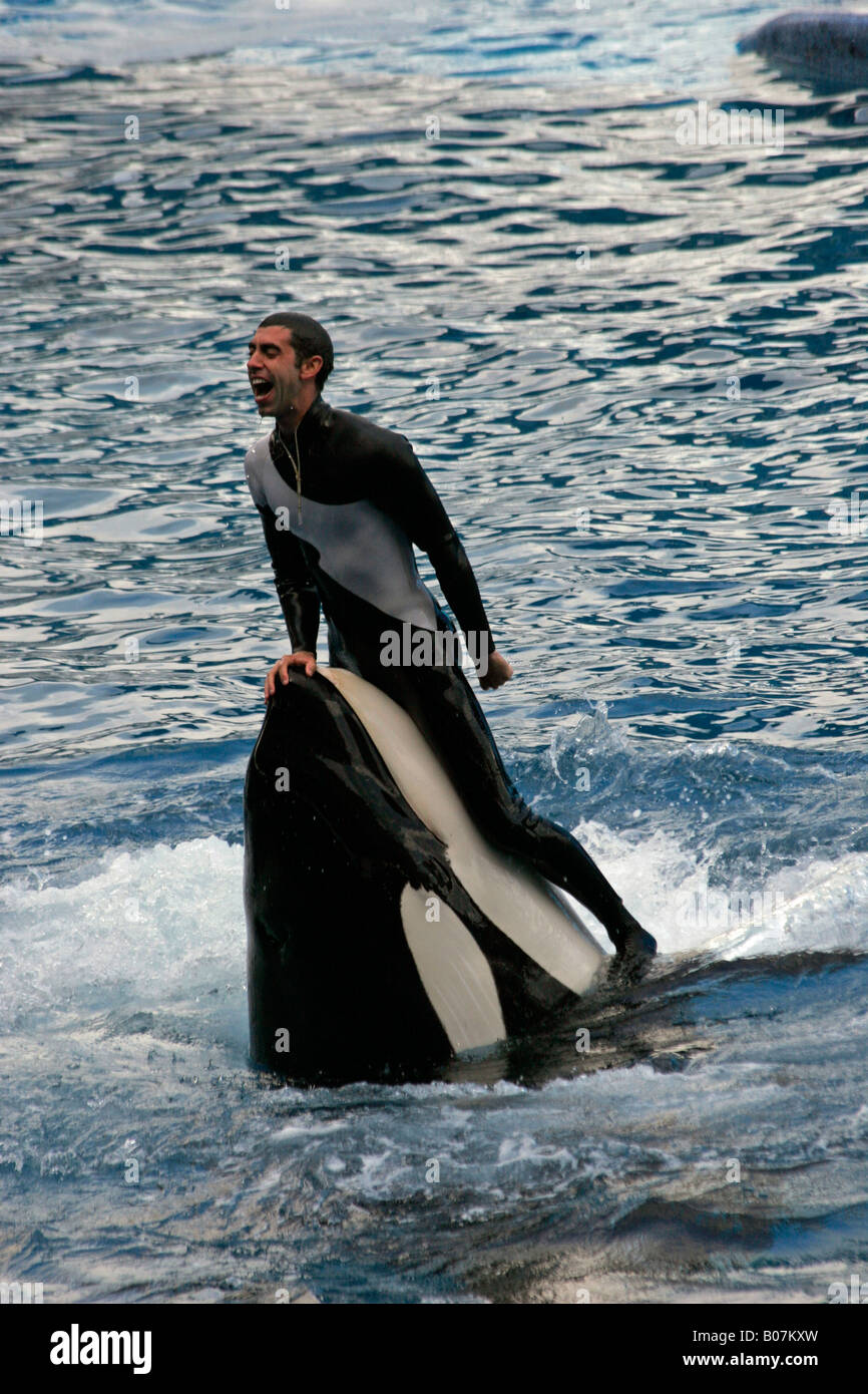 Trainer on Killer Whale Stock Photo
