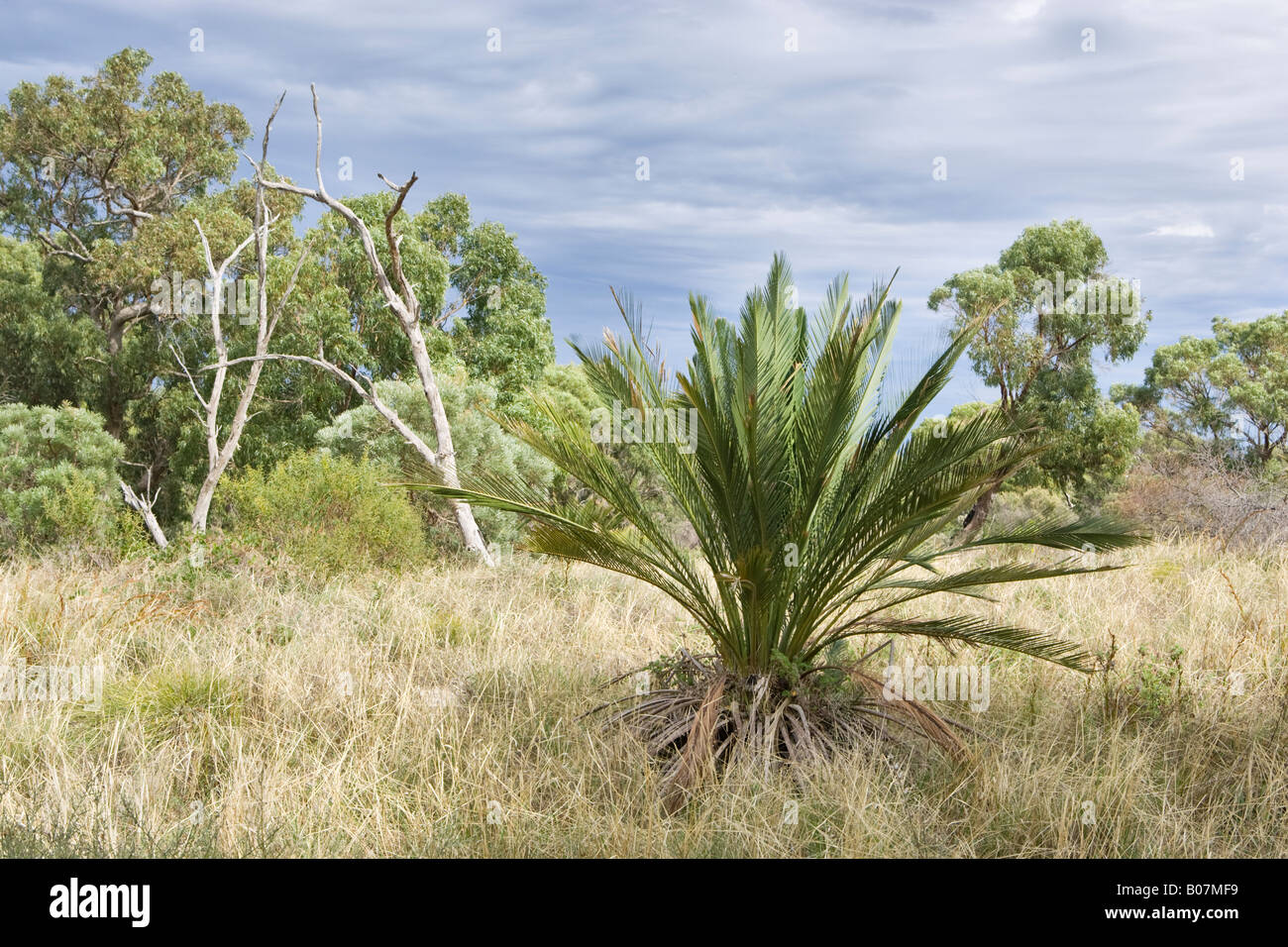 Macrozamia fraseri (A Cycad plant of the Zamiaceae family) growing in native bushland in Bold Park, Perth, Western Australia. Stock Photo