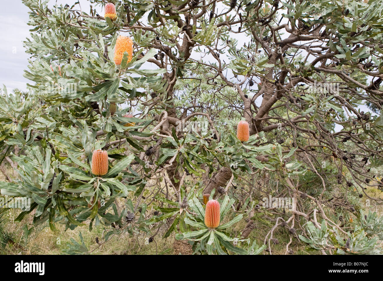 Firewood Banksia Banksia Menziesii Flowers Growing In Bold Park