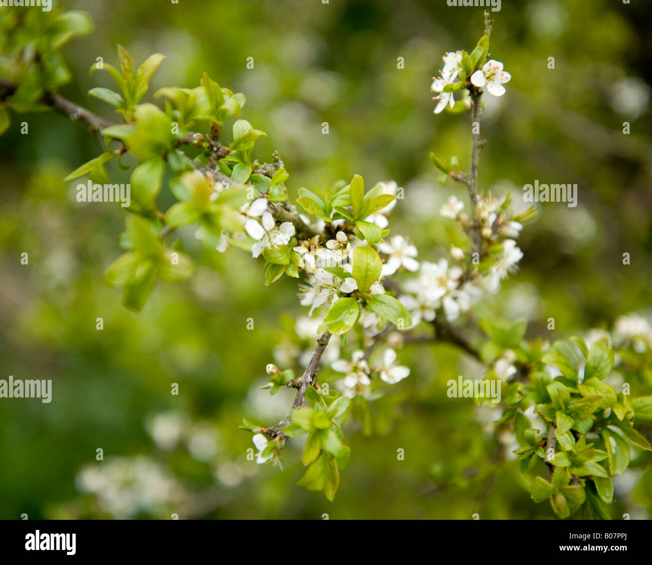 Blackthorn branch in leaf and flower Stock Photo