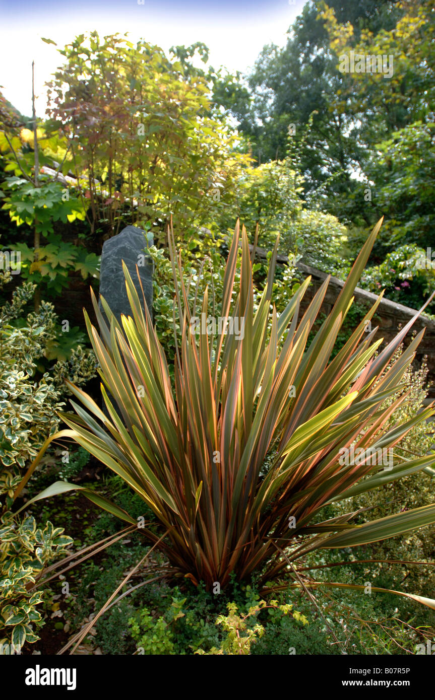 A PHORMIUM PLANT IN A WALLED GARDEN IN A WEST OF ENGLAND GARDEN UK Stock Photo