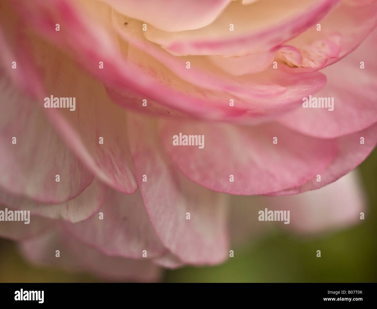 Pink Ranunculus Detail Pink ranunculus detail (2 Stock Photo - Alamy