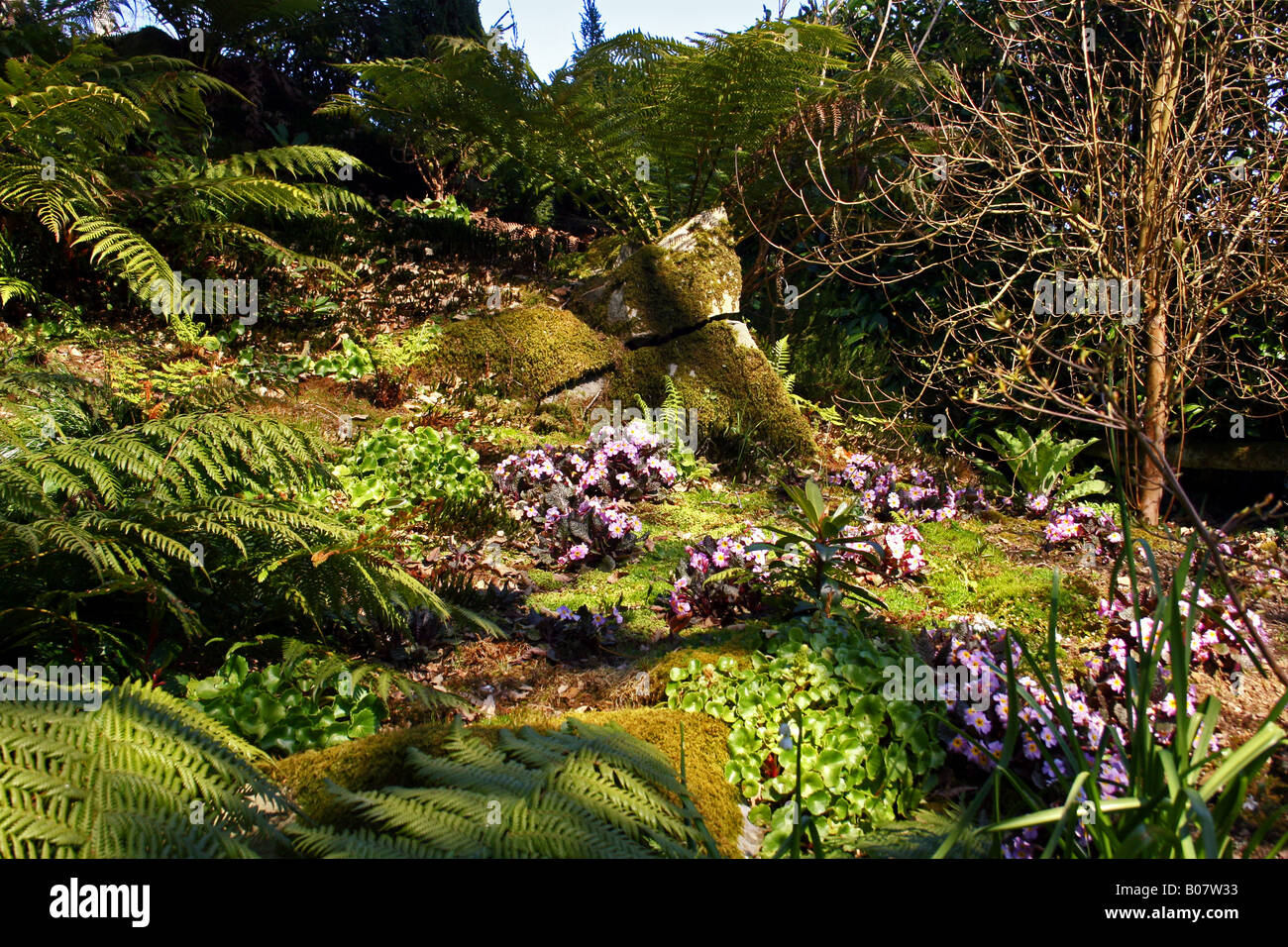 PRIMULAS AND FERNS GROWING ON A SHADY ROCKERY. Stock Photo