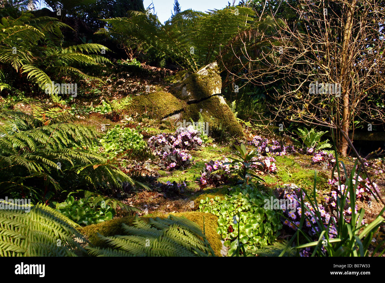 Rockery With Ferns High Resolution Stock Photography and Images - Alamy