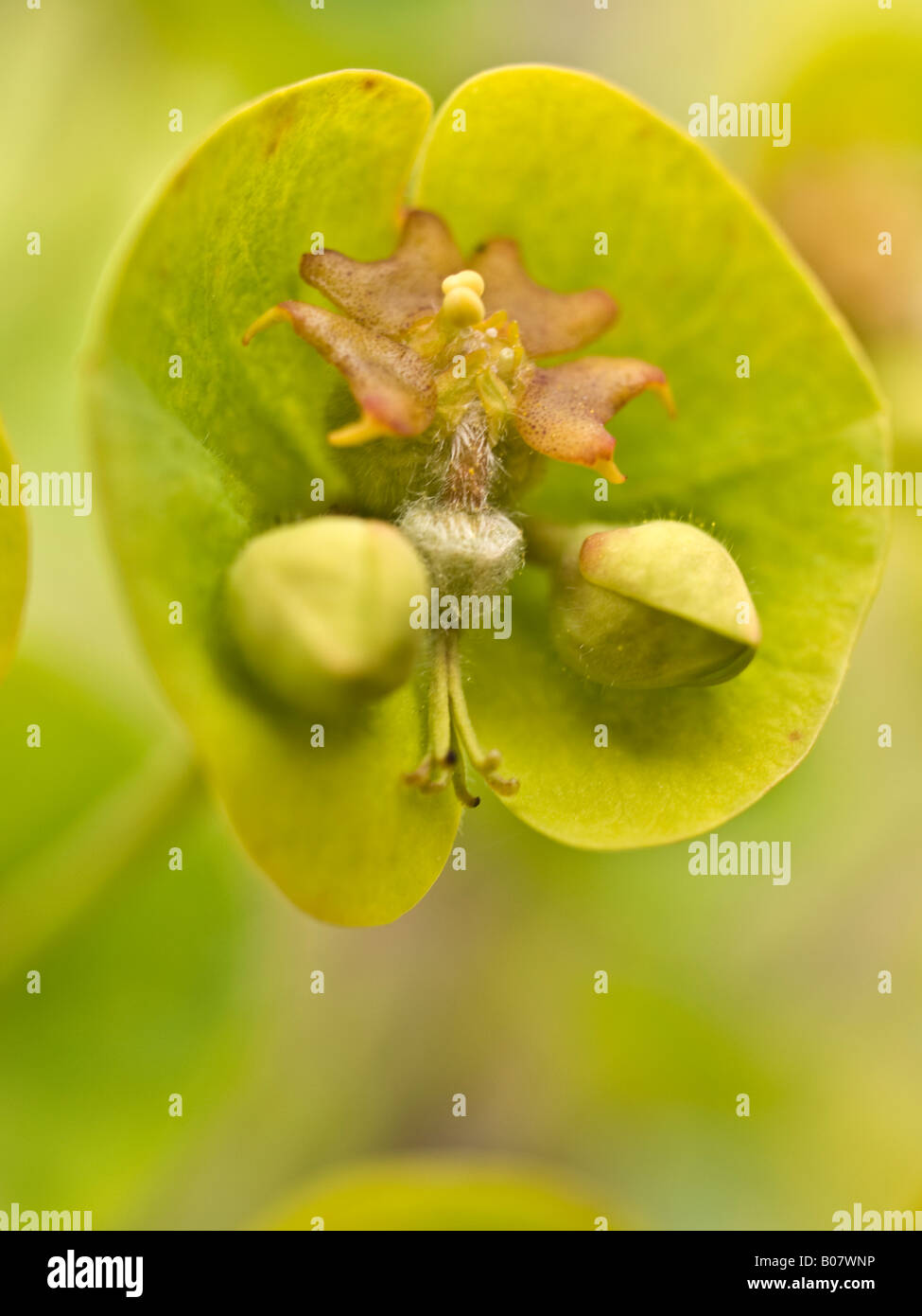 Euphorbia flower detail Stock Photo