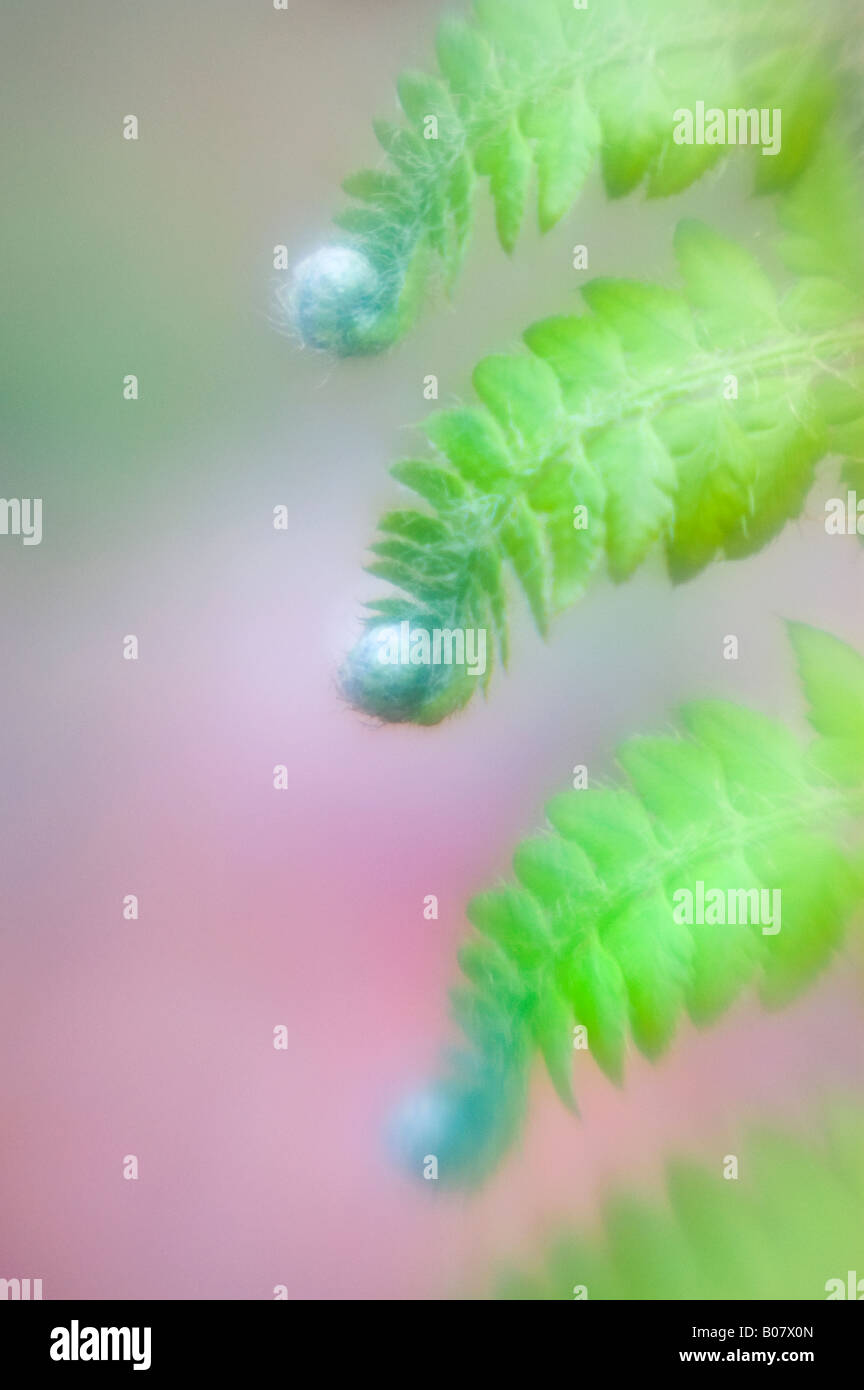 Softfocused image of a fern Stock Photo Alamy