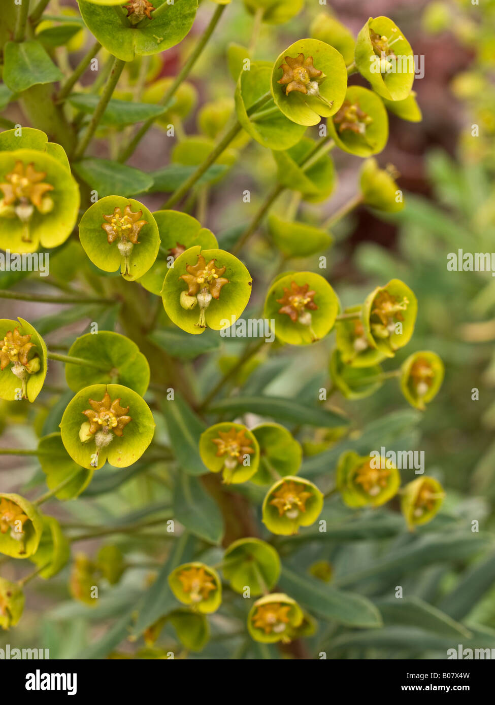 Euphorbia flowers Stock Photo