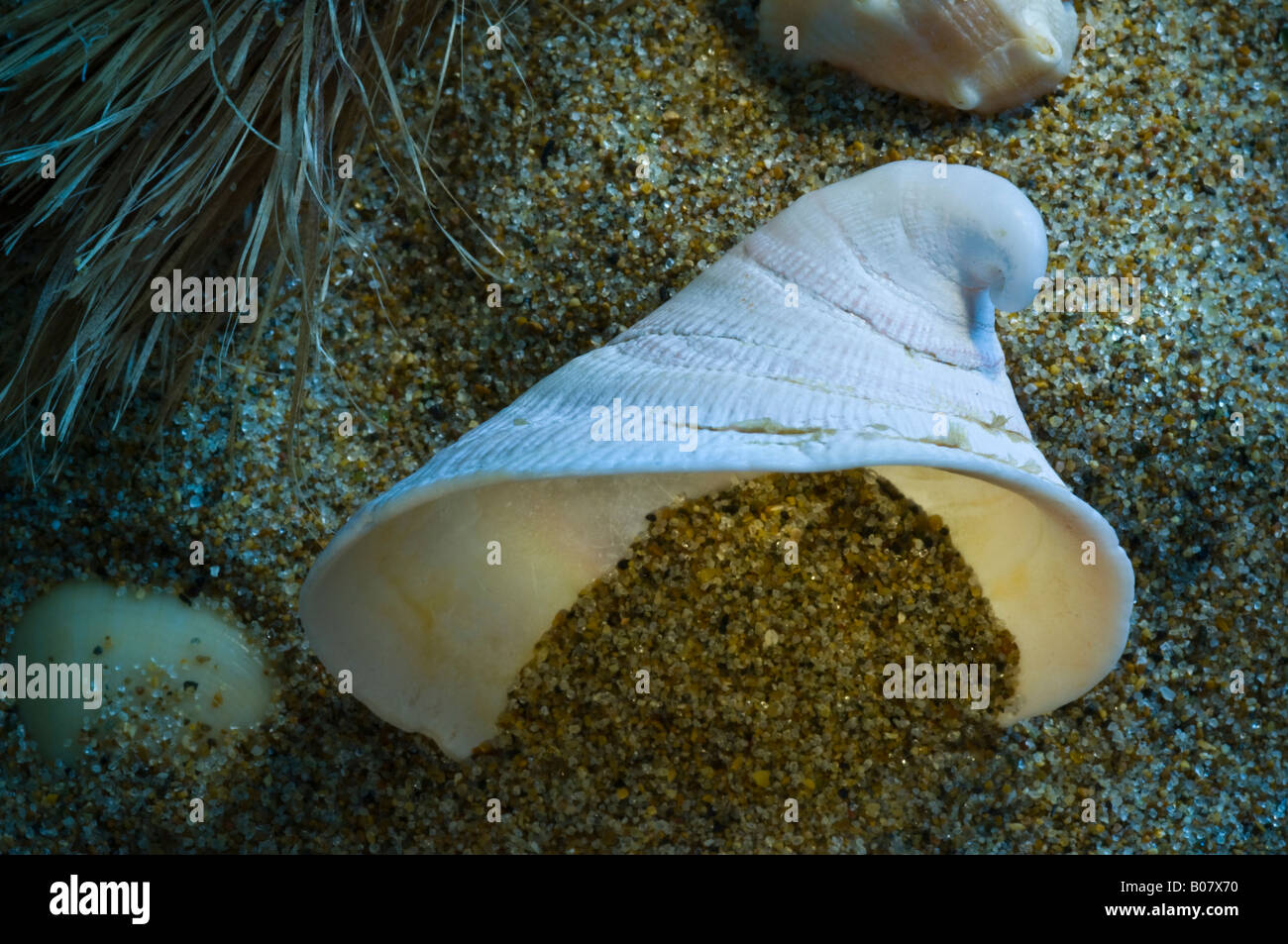 The shell commonly named hungarian cap shell on a beach Stock Photo