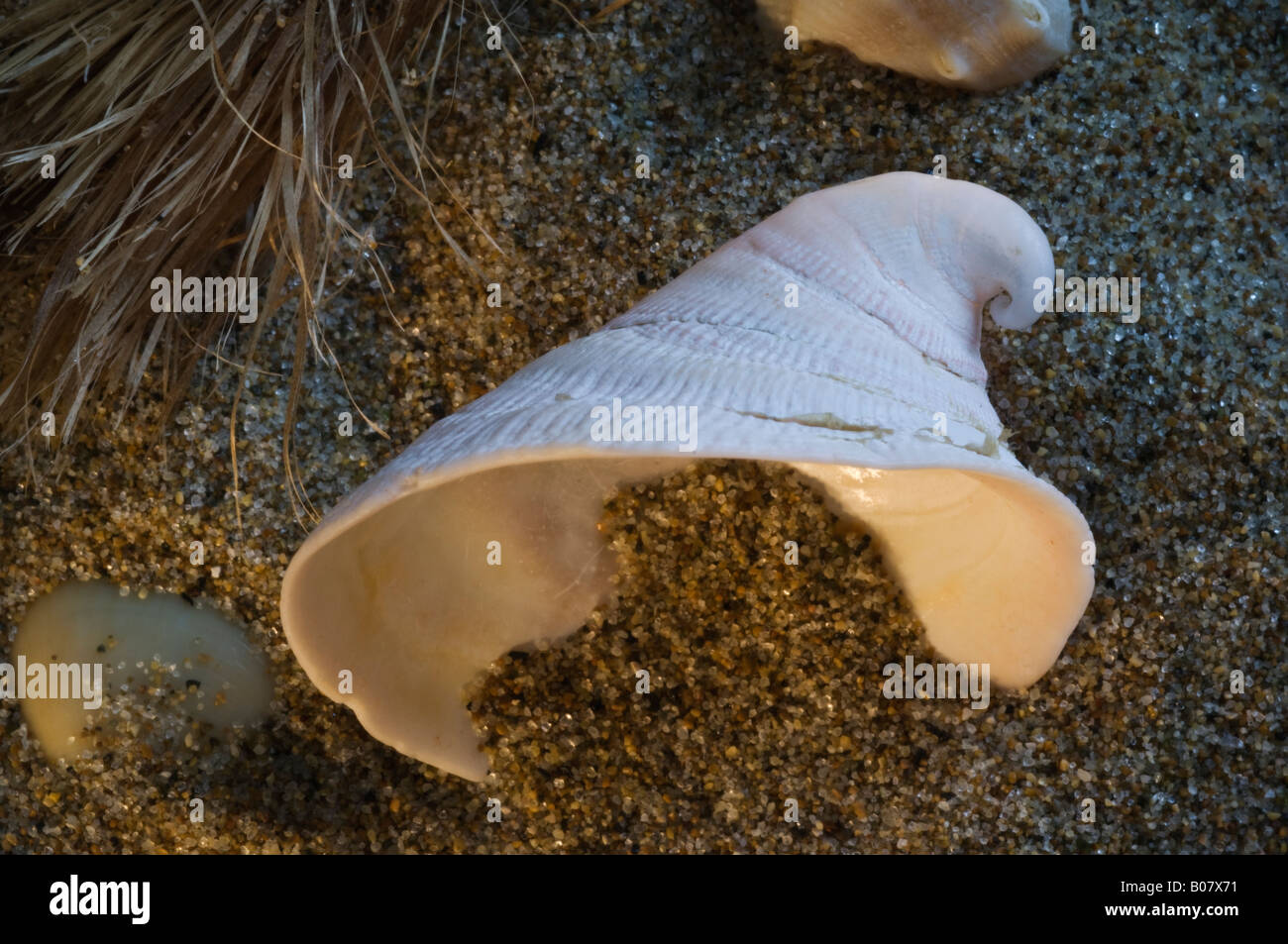 The shell commonly named hungarian cap shell on a beach Stock Photo