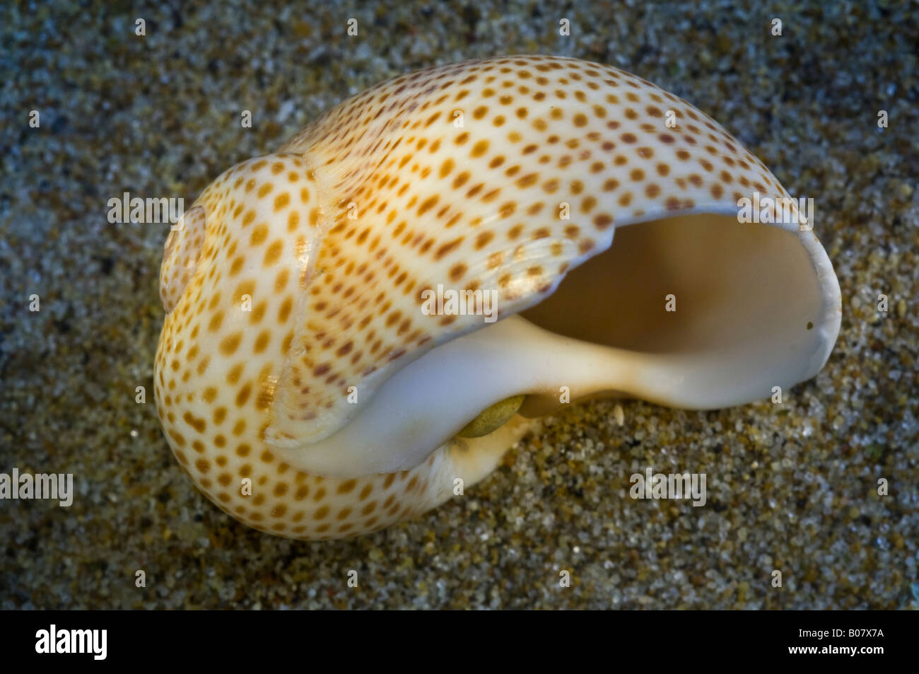 The typical shell commonly named Natica stercusmuscarium Stock Photo